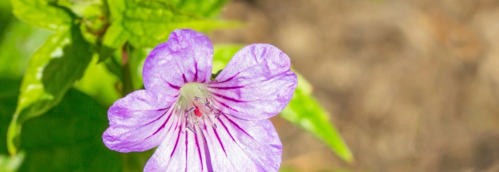 Nahaufnahme einer lila Blüte mit dunklen Adern vor grünem Laub.